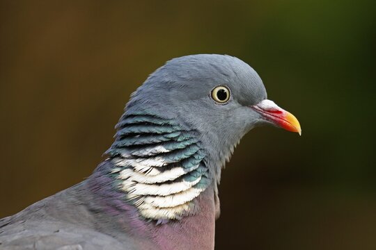 Common wood pigeon (Columba palumbus), animal portrait, Schleswig-Holstein, Germany