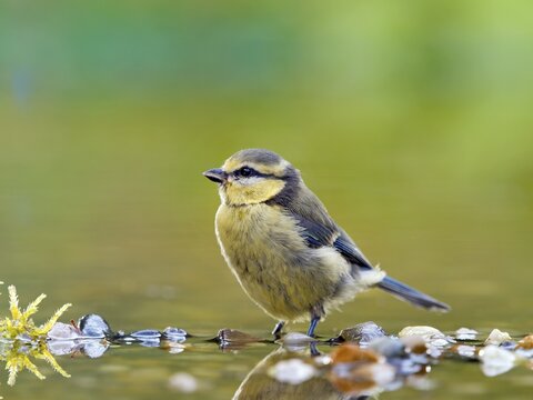 Blue tit (Cyanistes caeruleus) standing in shallow water, Solms, Hesse, Germany