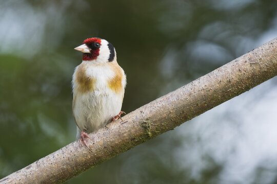 European goldfinch (Carduelis carduelis), goldfinch, Wales, Great Britain