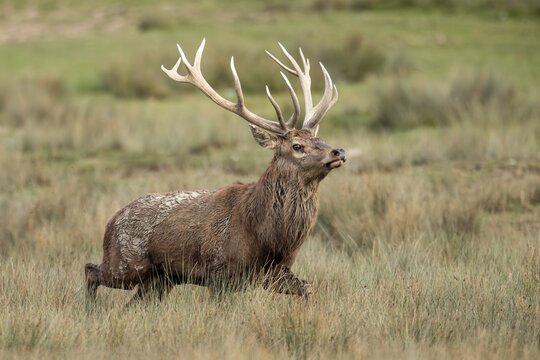 Red deer (Cervus elaphus), stag during the rutting season