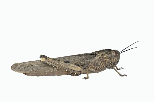 Egyptian locust (Anacridium aegyptium), Camargue, Provence, southern France
