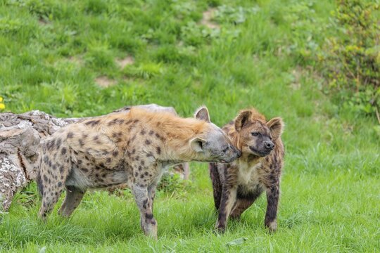 Two adult spotted hyenas (Crocuta crocuta), one male and one female, display courtship behavior