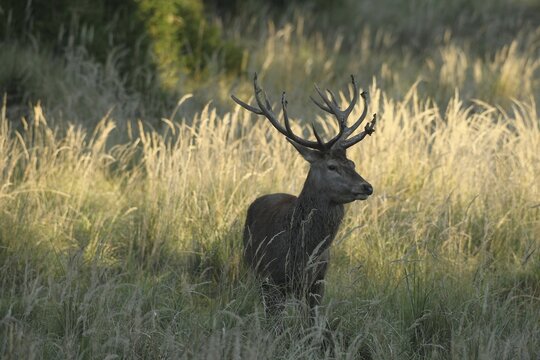 Red deer (Cervus elaphus) rutting deer secured in tall grass, Allg&auml;u, Bavaria, Germany, Allg&auml;u, Bavaria, Germany