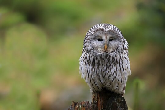 Ural owl (Strix uralensis), adult, waiting, alert, Bohemian Forest, Czech Republic