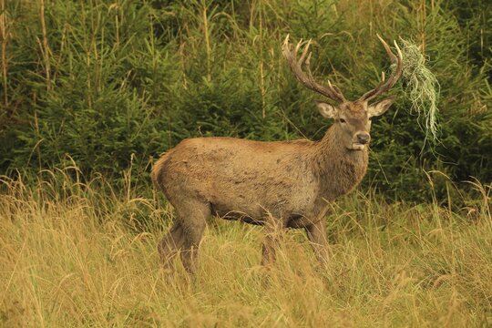 Red deer (Cervus elaphus) rutting stag with wire in left antler bar, secured in tall grass in the evening light, Allg&auml;u, Bavaria, Germany, Allg&auml;u, Bavaria, Germany