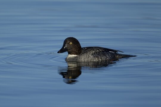 Goldeneye duck (Bucephala clangula) adult female bird on a lake, England, United Kingdom
