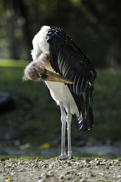 Marabou Stork (Leptoptilos crumeniferus), grooming its feathers, Hellabrunn Zoo, Munich, Upper Bavaria, Bavaria, Germany, Europe