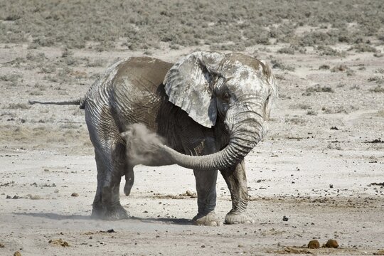 African elephant (Loxodonta africana) dusting its body, Etosha National Park, Namibia