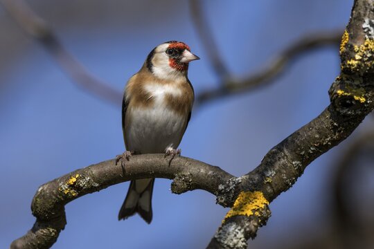 European goldfinch (Carduelis carduelis) on branch of an apple tree, Baden-W&uuml;rttemberg, Germany