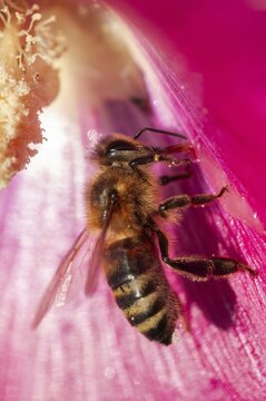 Apidae, apis mellifera, bees, European honey bee, European honeybee, hymenoptera, western honey bee, western honey bee, high size, portrait format, honey bee, honeybee, insects, wild bees