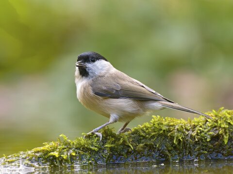 Marsh Tit (Parus palustris) sitting on a mossy branch, Solms, Hesse, Germany