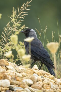 Corvus monedula, jackdaw, birds, corvidae family of birds, high size, portrait format, passeri, corvids, songbirds, birds