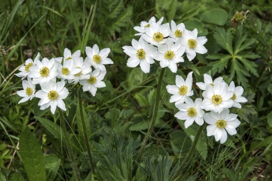Daffodil anemone (Anemone narcissiflora), also known as the daffodil-flowered anemone or Alpine anemone, in bloom, Fellhorn, in bloom, Oberstdorf, Oberallg&auml;u, Allg&auml;u, Bavaria, Germany