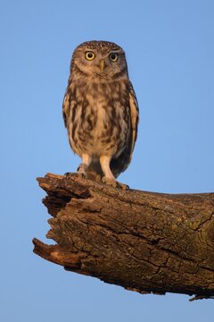 Little Owl (Athene noctua), male on apple tree branch in evening light, blue sky, biosphere area, Swabian Alb, Baden-W&uuml;rttemberg, Germany