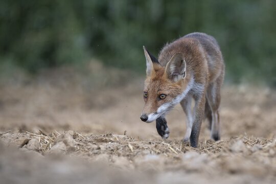 Red fox (Vulpes vulpes) in a field, Rhineland-Palatinate, Germany