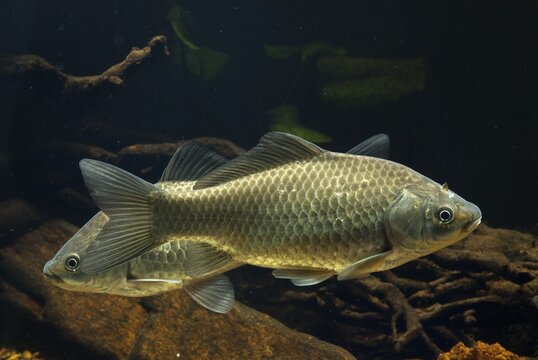 Carassius gibelio, pediment, prussian carp, silver carp, fish, fishes, pisces
