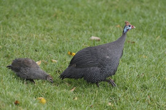 Helmeted guinea fowl (Numida meleagris), adult, juvenile, chick, alert, foraging, Kirstenbosch Botanical Gardens, Cape Town, South Africa
