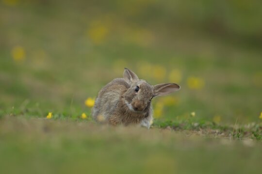 Rabbit (Oryctolagus cuniculus) wild adult animal in grassland in the summer, England, United Kingdom