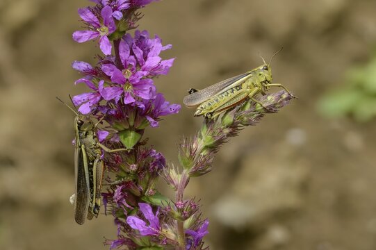 Acrididae, caelifera, grasshoppers, short-feeler scare, locustinae, mecostethus grossus, stethophyma grossum, swamp scare, grasshoppers, grasshoppers, insects, large marsh grasshopper