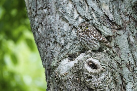 Little owl (Athene noctua), Vechta, Lower Saxony, Germany