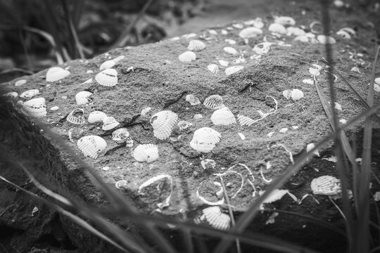 Manochrome background image of shell fossils in stone in Pantishara, Vashlovani national park.Georgia