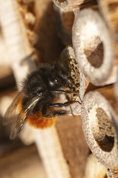 Apidae, bees, horned mason bee, hymenoptera, hornfaced bee, hymenoptera, insect house, insect nest aid, insect wall, mason bee, osmia cornuta, bug hotel, female, high size, portrait format, insect hotel, insect house, insects, insect wood, insect hotel, nesting aid, female, wild bees