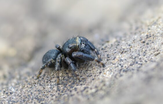 Arachnida, bowed jumper, dark crescent jumper, evarcha arcuata, curved jumping spider, black jumping spider, arachnids, spiders, spiders