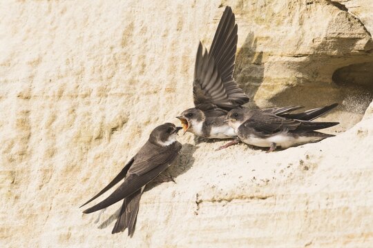 Sand Martins (Riparia riparia), Feeding of young birds, Emsland, Lower Saxony, Germany