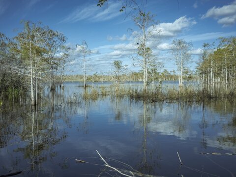 Lagoon, Big Cypress National Preserve, Everglades, North America, Florida, USA