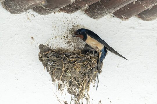 Hirundo rustica, barn swallow, birds, brood, nest building, passeri, swallows, songbirds, birds