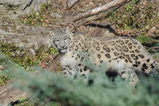 A snow leopard (Panthera uncia) runs along a mountainside between rocks and trees on a sunny day. Captive