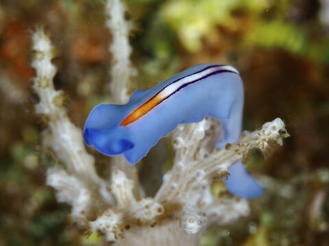 Blue-orange flatworm, striped whirlworm (Pseudoceros bifurcus), on coral against a delicate background, Spice Reef dive site, Penyapangan, Bali, Indonesia
