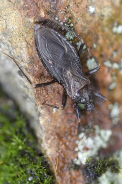 Large predatory bug, heteroptera, Reduviidae, Reduvius personatus, dust bug, high size, portrait format, insects, masked hunters, predatory bugs, bedbugs