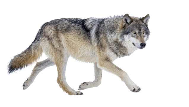 Gray wolf with thick fur walking, isolated on transparent background