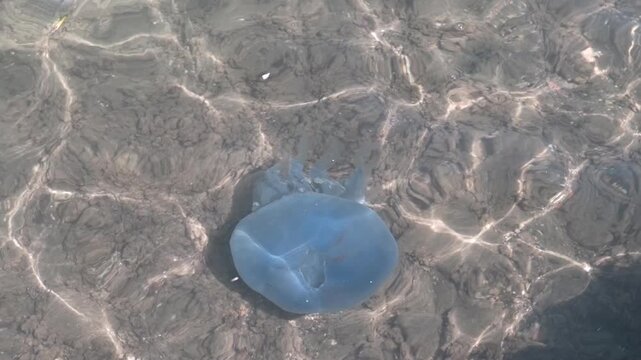 Blue jellyfish feeding and drifting through shallow clear water, captured in smooth slow motion with sunlight reflections on the sandy seabed.