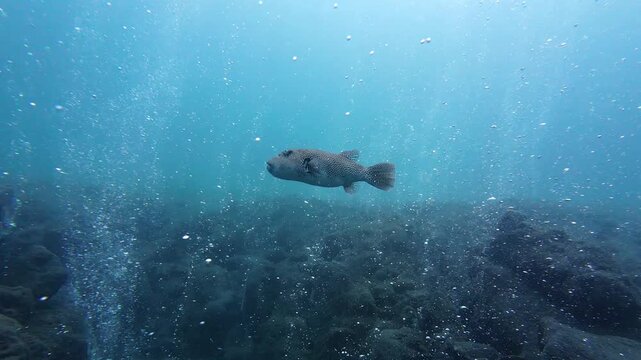 Weh Island, Indonesia : Slow motion footage of giant starry pufferfish swims on underwater volcano. also known as hot spring dive site, in Weh Island of Sabang in Aceh, Indonesia