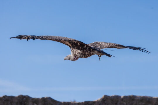 Jeune vautour fauve en plein vol, les ailes largement d&eacute;ploy&eacute;es, survolant un paysage montagneux sous un ciel bleu d&eacute;gag&eacute;.