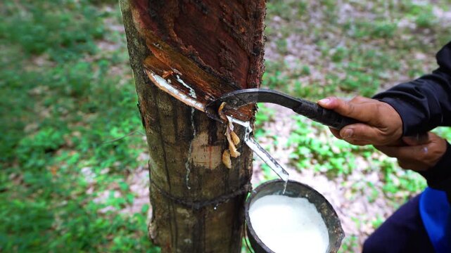 The farmer is skillfully tapping the rubber trees.