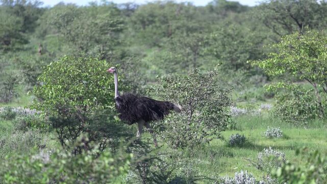 ナミビアのサバンナの低木林を歩く野生のダチョウ（Wild Ostrich Walking Through Namibian Savanna Bush）