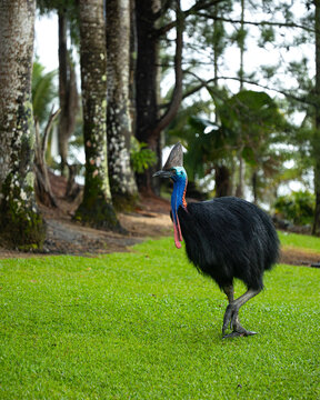Southern cassowary / Helmkasuar (Casuarius casuarius)