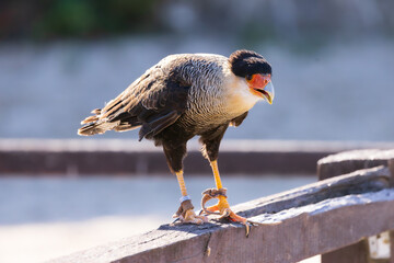 Caracara huppé perché sur une rambarde en bois, observant son environnement au bord de l’eau. © InestDjo