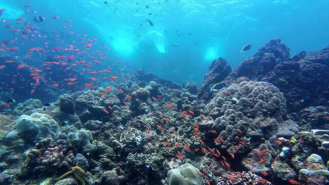 Weh Island, Indonesia : Underwater footage of wave of surface, school of fish and colorful coral reef in Seulako Cave, famous dive site with rock overhangs in Weh Island of Sabang, Aceh, Indonesia