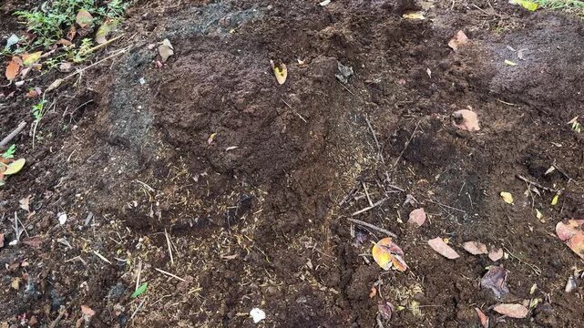 Indian village cow dung organic compost manure for the fields 4k footage