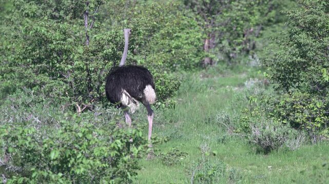 ナミビアの緑のサバンナを歩くオスのダチョウ（Male Ostrich Walking in Green Savanna, Namibia）