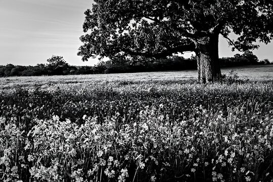 Pink campion meadow with a tree in a natural setting