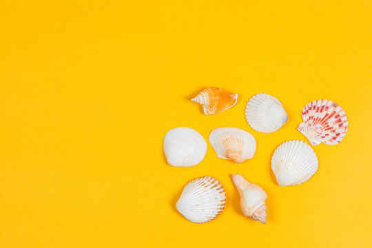 Close up of ocean shellfish sea shell, Set of various shells of cockles isolated on yellow background.