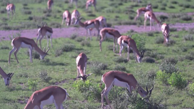 ナミビアのサバンナで草を食むスプリングボックの群れ（Springbok Herd Grazing on Namibian Savanna）