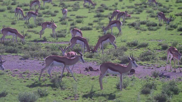 ナミビアの草原で草を食むスプリングボックの群れ、雨季の緑のサバンナ（Springbok Herd Grazing in Namibia Savanna）