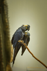 Pair of hyacinth macaws perched closely together on a branch, showing social bonding behavior in captivity. © doda