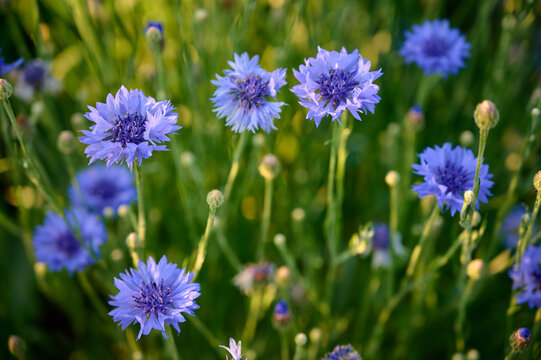 Centaurea cyanus flower on a blurry green natural background.